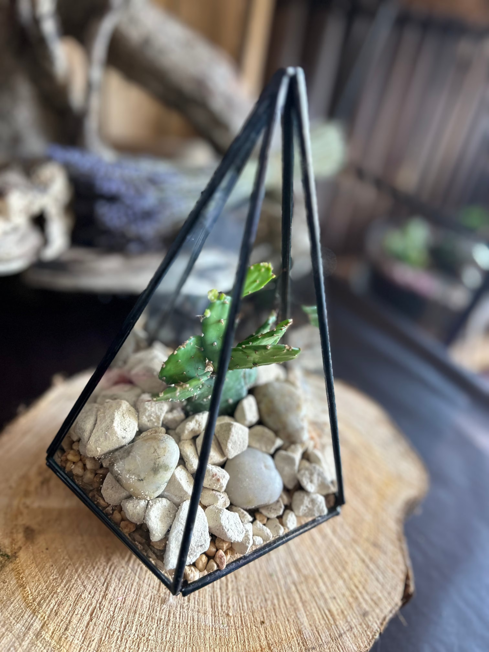 Triangular Pyramid Terrarium Product Image